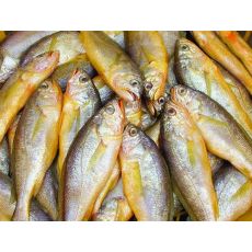 野生黃魚(yú)